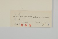 白蓮蒿藏品圖，第3張