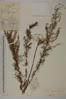 黃蒿藏品圖，第1張