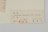 黃蒿藏品圖，第3張