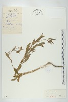 風花菜、球果山芥菜藏品圖，第1張