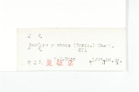 風花菜、球果山芥菜藏品圖，第3張