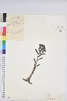 大戟藏品圖，第1張