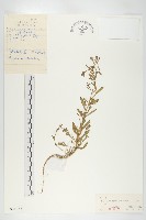 腺獨行菜藏品圖，第1張