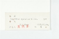 腺獨行菜藏品圖，第3張