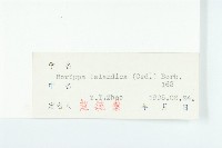 鳳花菜藏品圖，第3張