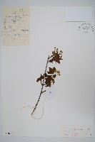 元寶槭藏品圖，第1張