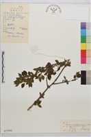 東北鼠李藏品圖，第1張