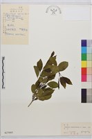 烏蘇里鼠李藏品圖，第1張