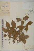 膠東衛矛藏品圖，第1張