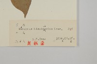 膠東衛矛藏品圖，第3張