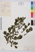 鼠李、臭李子藏品圖，第1張