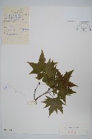 元寶槭藏品圖，第1張