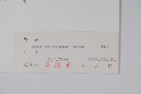 元寶槭藏品圖，第2張