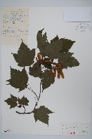 毛脈槭藏品圖，第1張