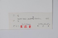 毛脈槭藏品圖，第2張