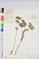 錐腺大戟藏品圖，第1張