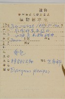 短翅衛矛藏品圖，第2張