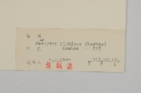 短翅衛矛藏品圖，第3張