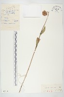 長葯景天藏品圖，第1張