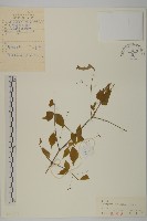 瘤枝衛矛藏品圖，第1張