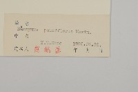 瘤枝衛矛藏品圖，第3張