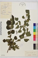 圓葉鼠李藏品圖，第1張