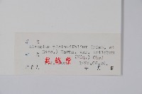 八角楓藏品圖，第2張