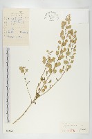 凹果菥蓂、遏藍菜藏品圖，第1張