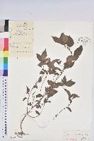 鐵莧菜藏品圖，第1張