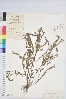 蜜甘草藏品圖，第1張