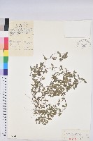 地錦草藏品圖，第1張
