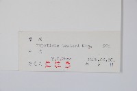 野鳳仙花藏品圖，第2張