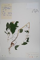 水金鳳藏品圖，第1張