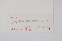 水金鳳藏品圖，第2張