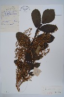 鹽膚木藏品圖，第1張