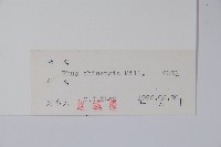 鹽膚木藏品圖，第2張