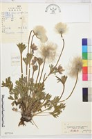 朝鮮白頭翁藏品圖，第1張