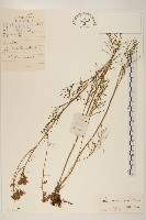 線葉菊藏品圖，第1張