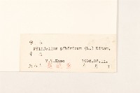 線葉菊藏品圖，第3張