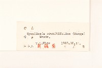 兔兒傘藏品圖，第3張