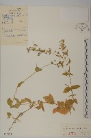 牛繁縷藏品圖，第1張