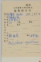 牛繁縷藏品圖，第2張