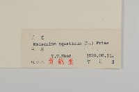 牛繁縷藏品圖，第3張