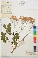 唐松草藏品圖，第1張