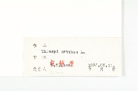 凹果菥蓂、遏藍菜藏品圖，第3張