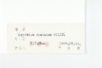 腺獨行菜藏品圖，第3張