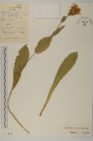 貓兒菊藏品圖，第1張