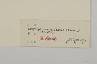 貓兒菊藏品圖，第3張