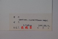 長白忍冬藏品圖，第2張