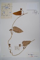 蘿藦藏品圖，第1張